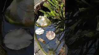 Mini-Teich auf dem Balkon oder der Terrasse?