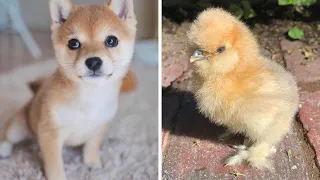 Cute Baby Animals ❤️ Funny Cats and Dogs Compilation #19