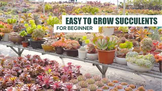 EASY TO GROW SUCCULENTS FOR BEGINNER | 9 Years Living with Succulents