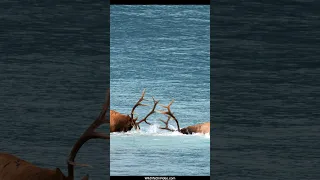 Smart Bull Uses the River to Finish Epic Elk Rut Fight