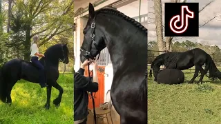 Incredible Friesian Horses // compilation