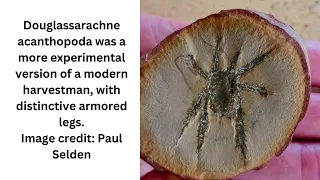 308-Million-Year-Old Fossil Arachnid Is An 8-Legged Evolutionary Puzzle