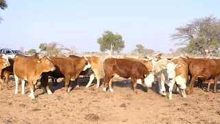 LOT 88     SIMBRA  Heifers in calf