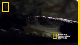 Rattlesnakes Display and Mate | National Geographic