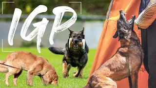 IGP - International Working Dog Test