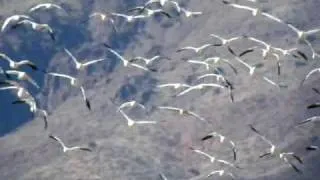 Snow Geese at Bosque del Apache NWR