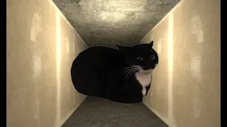 try to run away from maxwell cat gmod