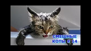 Приколы с кошками и котами #14. Подборка смешных и интересных видео с котиками и кошечками 2017
