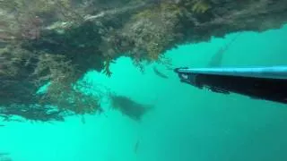 AI Freedive and Fishing Santa Barbara