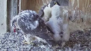 Falcon Cam Project~Dinner for the chicks~6:08 p.m. 2022/11/03