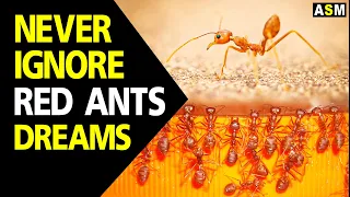 What does Red Ants dream meaning || Dreaming of red ants || Red Ants dream dream interpretation