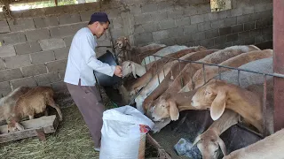 Бул чөпкө да жемге да кете берет || Ушул койлорго соонун компонент