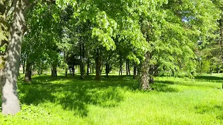 4K HDR Wonderful spring color of forest in the city park. Bird singing.