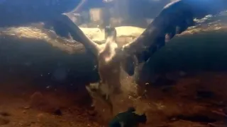 Osprey Quickly Catches Fish Underwater