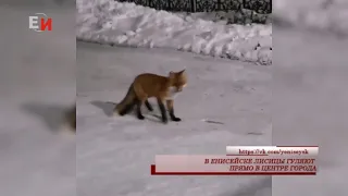 В ЕНИСЕЙСКЕ ЛИСИЦЫ ГУЛЯЮТ ПРЯМО В ЦЕНТРЕ ГОРОДА