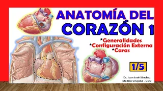 🥇 HEART Anatomy 1/5 - Generalities, Faces and External Configuration