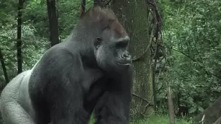 Bronx Zoo Gorillas Celebrate with Cupcakes!