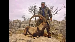 BEZOAR IBEX  HUNT in ADIYAMAN , M.Şevketoğlu, shot taken from a distance of 582 mt.