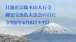 日蓮正宗総本山大石寺　御霊宝虫払大法会の日に(令和6年4月6日＊7日)