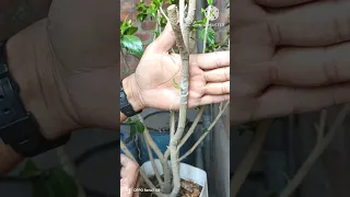 how to grafting Hibiscus tree 💯 success episode 49|#shorts #grafting#gardening#youtube #viral