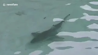 Friendly monitor lizard swims on beach in Thailand