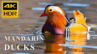 4K HDR Mandarin Duck | Most Colorful Birds In Nature | Water Flowing