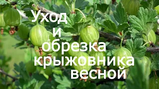 Уход за крыжовником весной! Обрезка крыжовника весной!!!