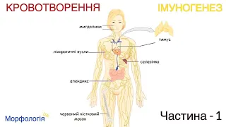 Центральні органи кровотворення й імуногенезу І