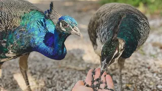 You Have to Watch This Video Before you Get a Pet PEACOCK - A Year Living With Peafowl