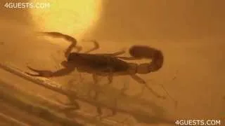 BARK SCORPION, UV FLASHLIGHT, STINGS ITSELF