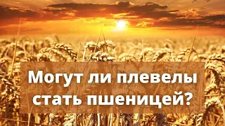 13. Могут ли плевелы стать пшеницей?