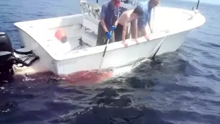 712lb - 101" Giant Bluefin Tuna on a Tiagra 50 and 90lb Fluorocarbon Stellwagan Bank Gloucester, MA