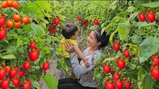 15 year old poor single mother harvests tomatoes to sell - celebrates her child's birthday