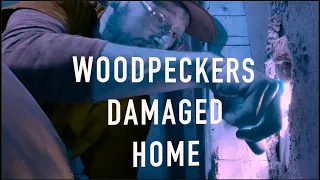 Wood Peckers: How to patch a hole in cedar siding