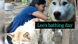 Leo's bathing time....#trending #leo #husky #viral