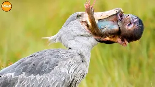 Shoebill Stork ─ The Dark Side of The Sibling Slayer! Shoebill vs Lungfish