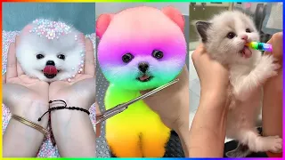 The Cutest Mini Pomeranians in the World 😍 Chó Phốc Sóc Mini Dễ Thương Nhất Thế Giới 🐾 #519