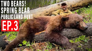 TWO BEARS DOWN! | BEAR HUNT 4K | EP 3 | PUBLIC LAND