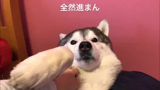 Siberian Husky cringing away from owner’s imitation of his snarl