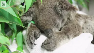 Koala survives Australian bushfires