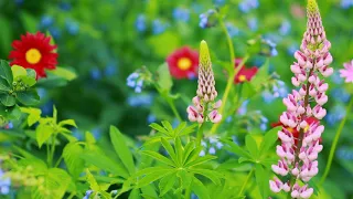 The footage is In a field of beautiful flowers. Field flowers. Footages beautiful nature [FullHD]