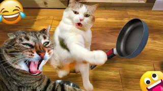 1 Hour Of Funniest Animals 😅 New Funny Cats and Dogs Videos 😸🐶|coy billu|