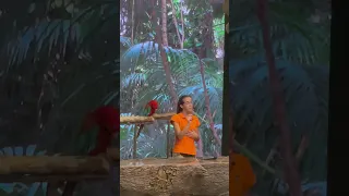 Parrot show at Loro Parque, Tenerife, 27 August, 2021