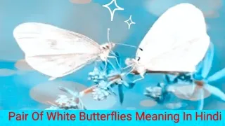 Pair Of White Butterflies [ Hindi ] | #whitebutterfly #brownbutterfly #yt | @BeHappyAndPositive04