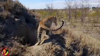 The Battle Of Big Cat Vs Snake Fight To Death   Leopard vs Big Python Snake   Wild Animal Attacks
