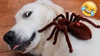 Best Funniest Animals Videos 😅 - Funny Dogs And Cats Videos 2024 🤣 #42