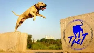 TreT-Style (parkour dog from Ukraine)