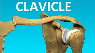 CLAVICLE | BONES OF UPPER LIMB | ANATOMY | SIMPLIFIED ✔ General Features || Medical Science