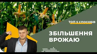 Як підвищити урожайність кукурудзи? 5 способів🌽