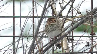 Little Bunting - Emberiza pusilla - Dwerggors / Hoegaarden - Belgium  / January 21, 2024